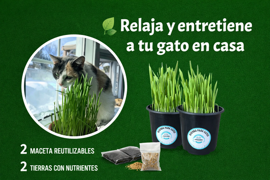 🌿 Kit de Hierba Natural para Gatos 🐱