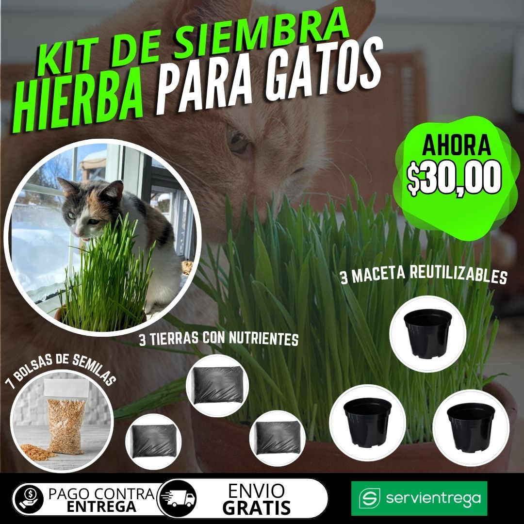 KIT DE SIEMBRA HIERBA PARA GATOS
