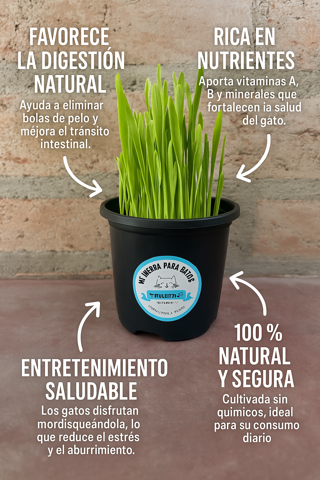 KIT DE SIEMBRA HIERBA PARA GATOS