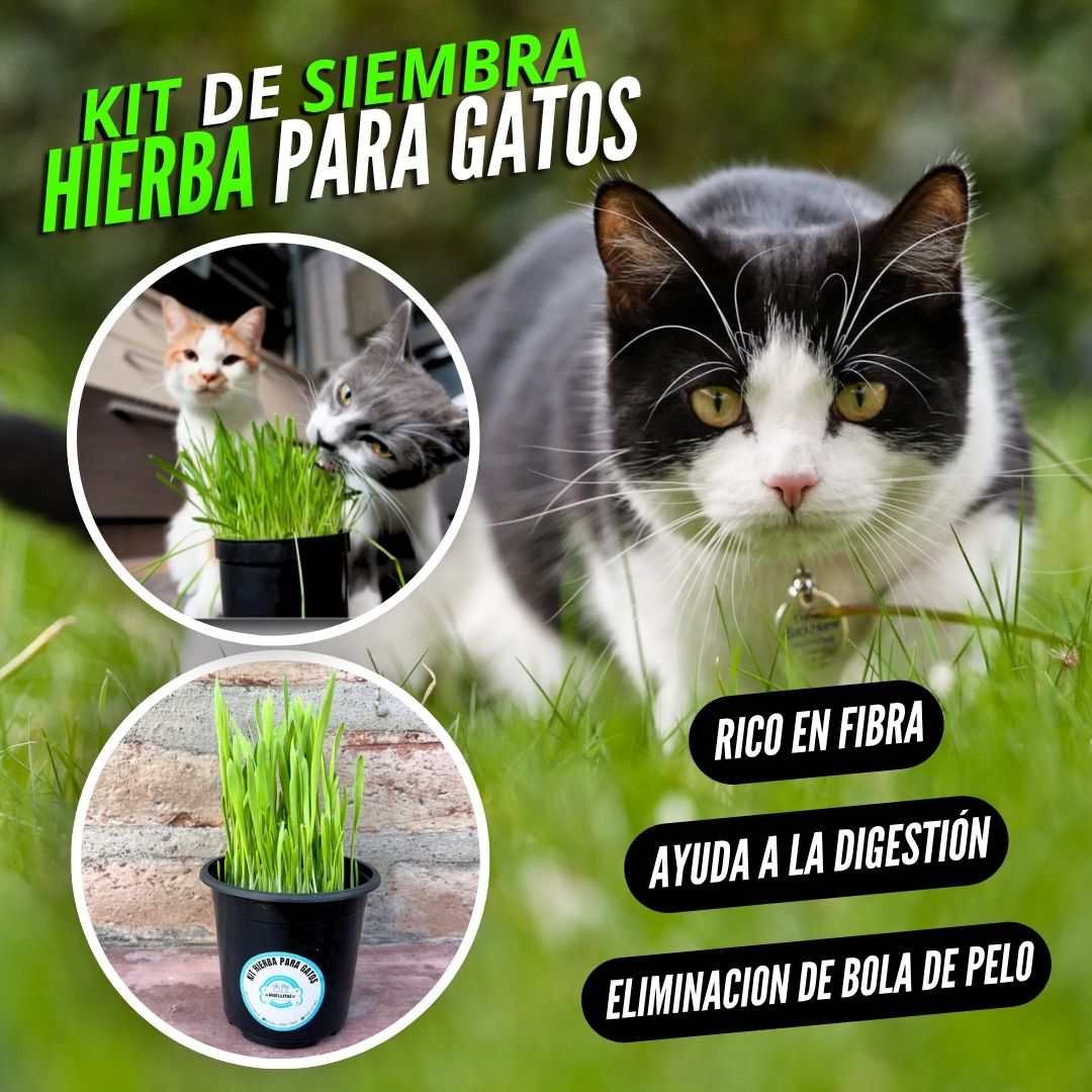 KIT DE SIEMBRA HIERBA PARA GATOS