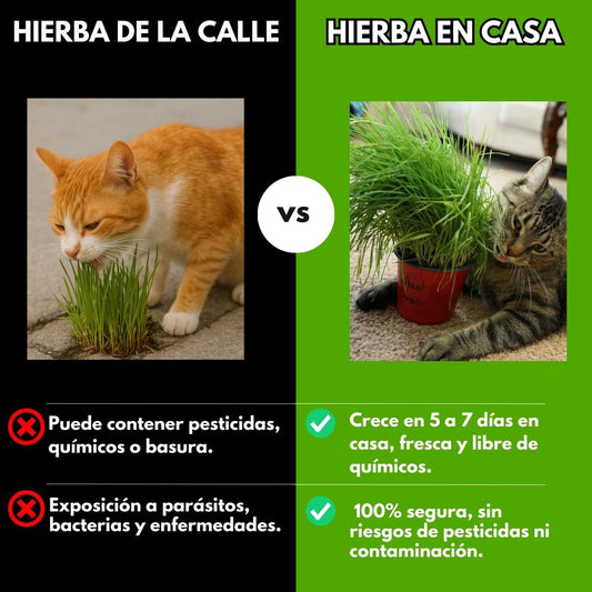 KIT DE SIEMBRA HIERBA PARA GATOS