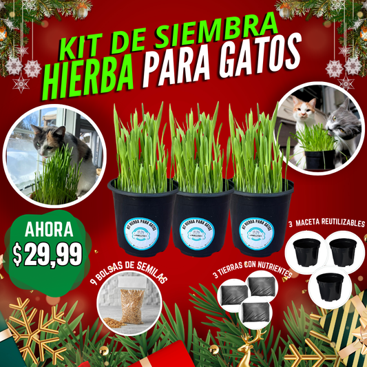 KIT DE SIEMBRA HIERBA PARA GATOS
