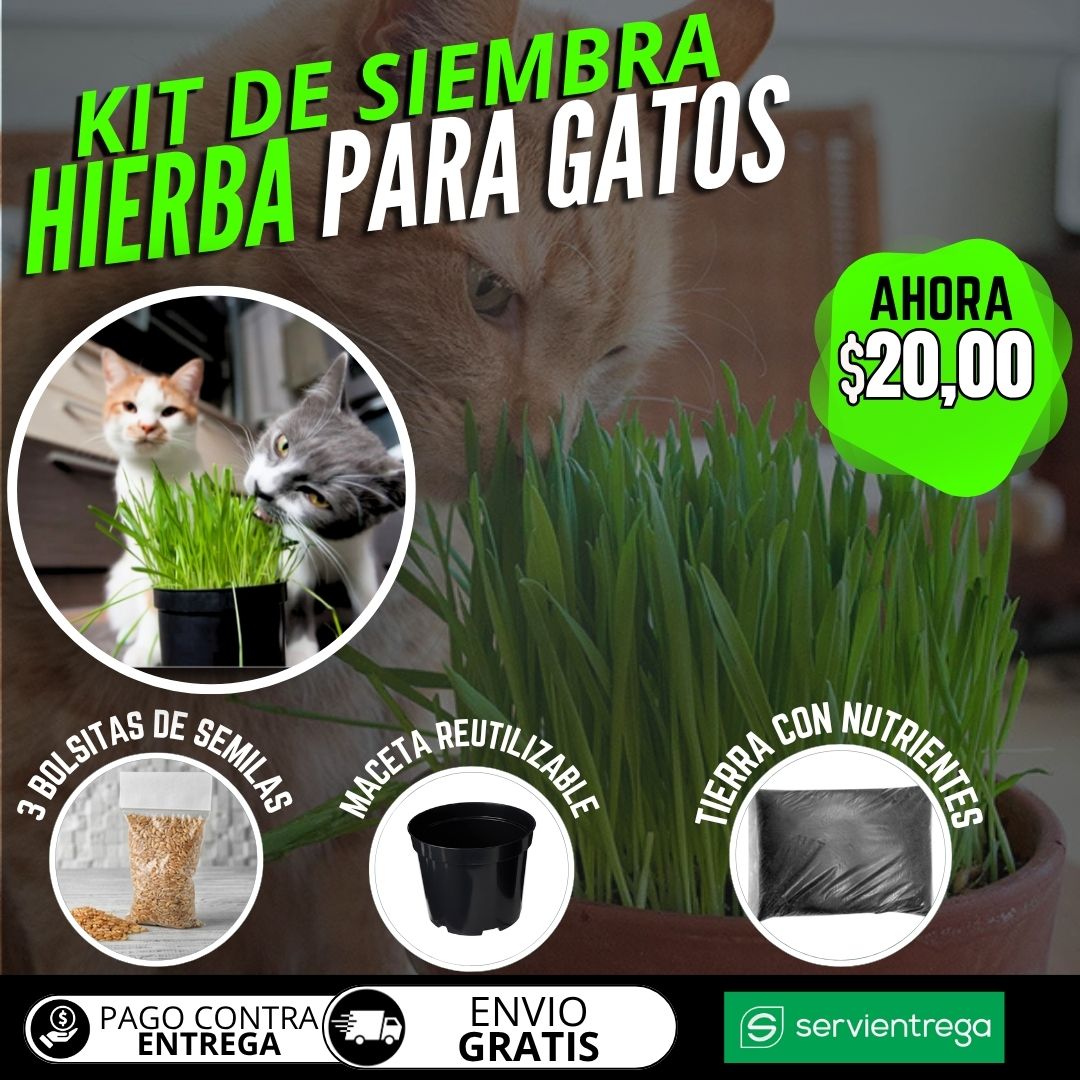 KIT DE SIEMBRA HIERBA PARA GATOS