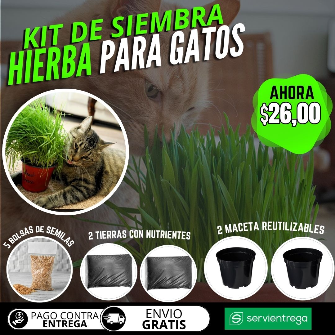 KIT DE SIEMBRA HIERBA PARA GATOS