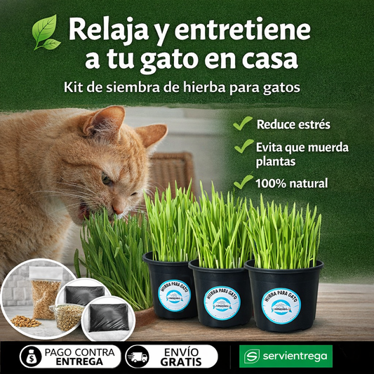 🌿 Kit de Hierba Natural para Gatos 🐱