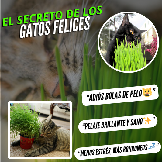 KIT DE SIEMBRA HIERBA PARA GATOS