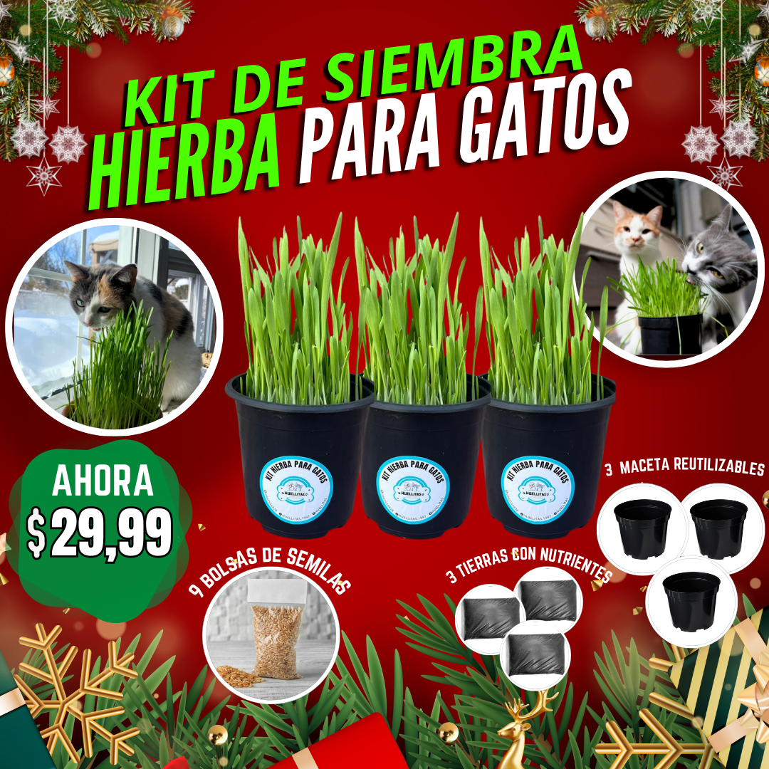 KIT DE SIEMBRA HIERBA PARA GATOS