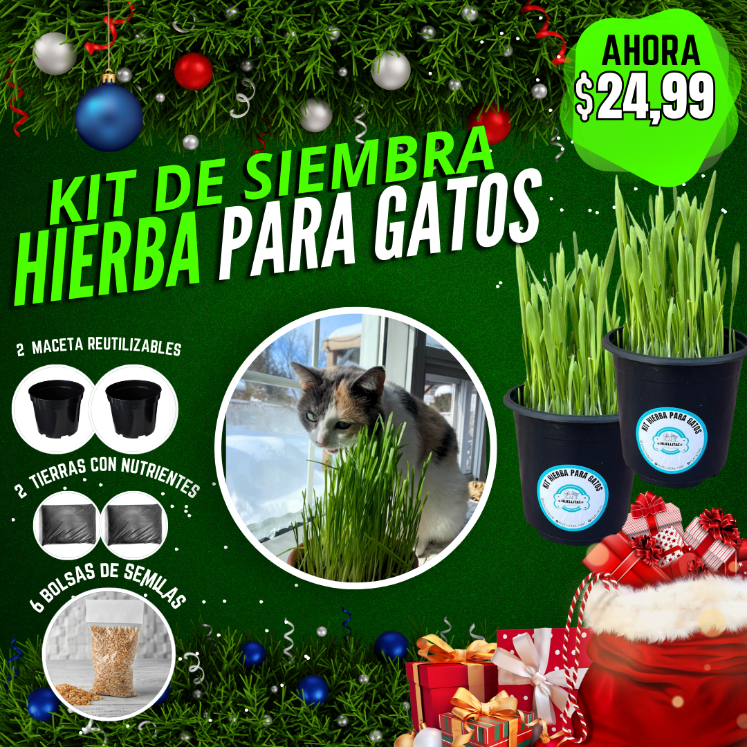 KIT DE SIEMBRA HIERBA PARA GATOS