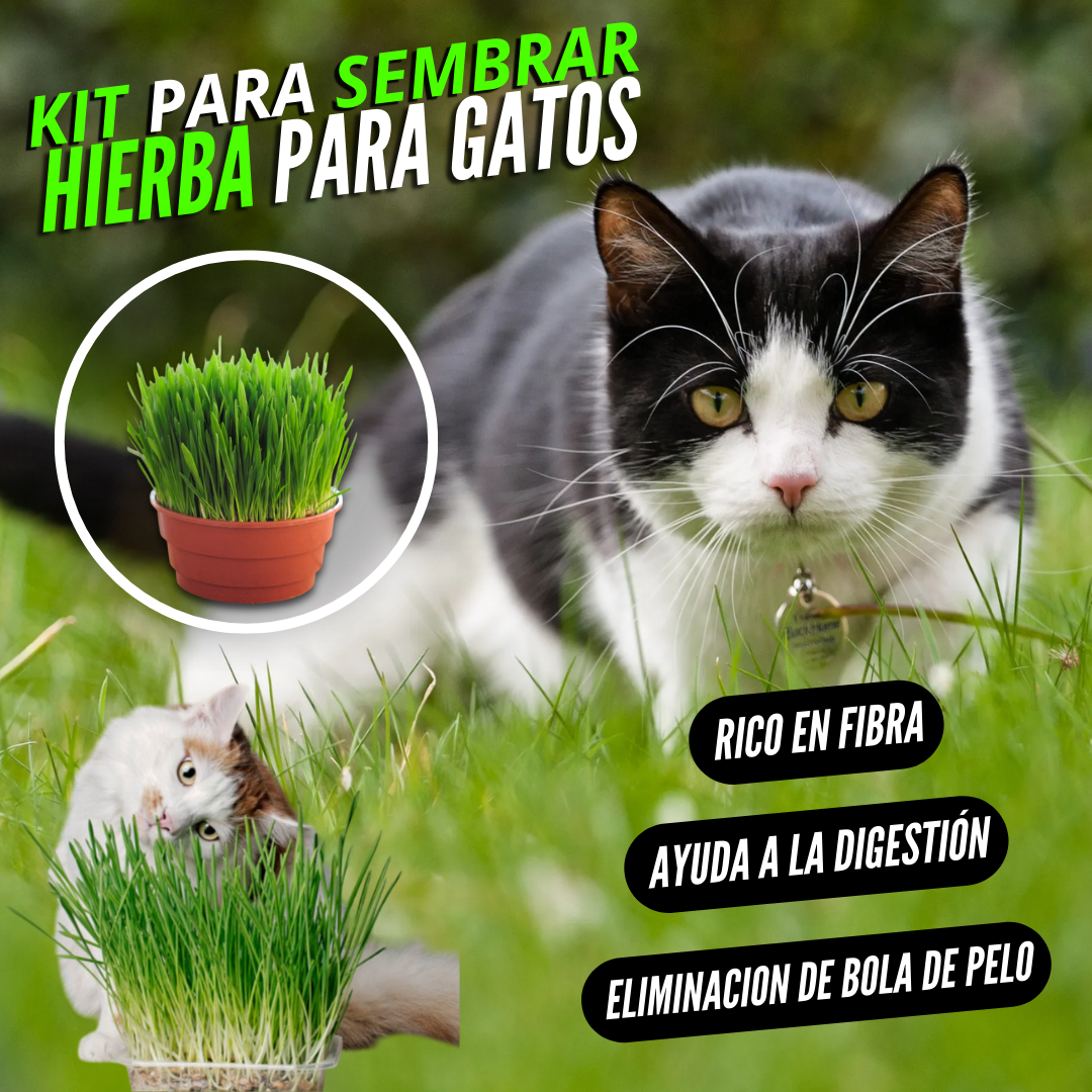 KIT DE SIEMBRA HIERBA PARA GATOS