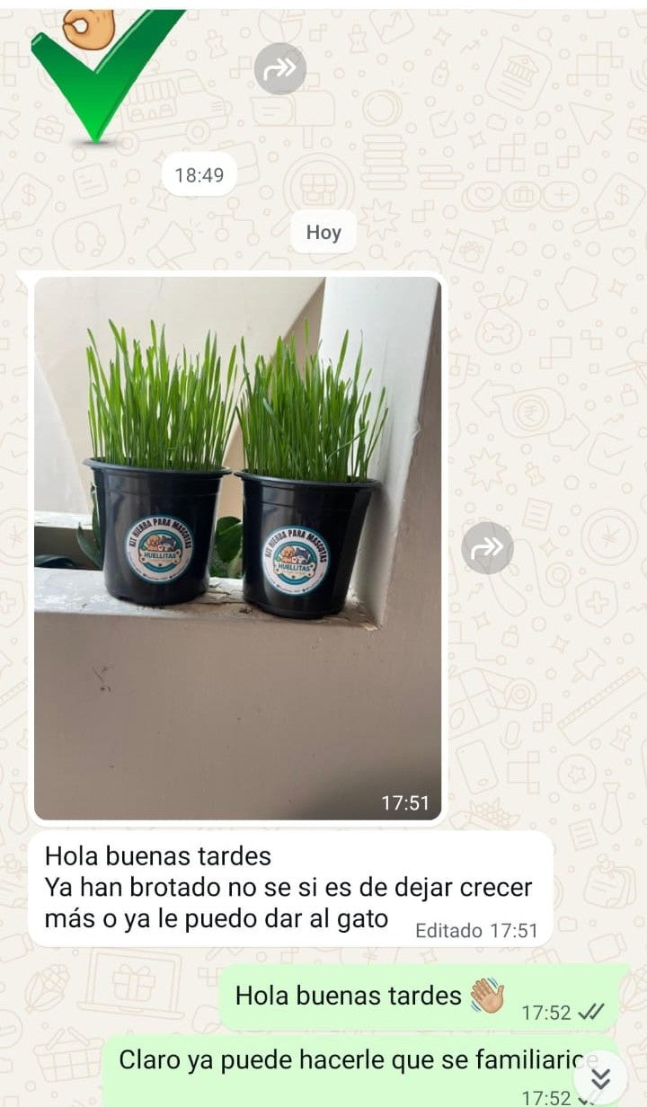 🌿 Kit de Hierba Natural para Gatos 🐱